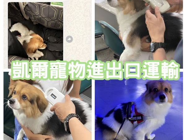 2025/08/21『美國』混種狗狗與主人一起移民美國啦~~~~~